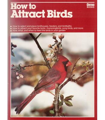 How to Attract Birds